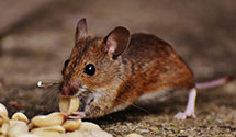 24 Hour & Emergency Exterminators in Northfield Mount Hermon, MA